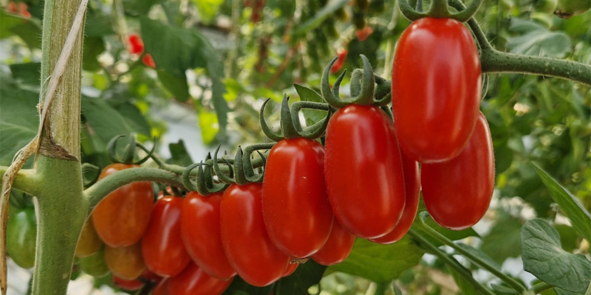 HM.CLAUSE scalda i motori per Macfrut